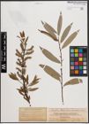 Foto von Salix cordata Michx. x Salix petiolaris Sm.